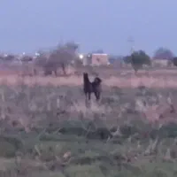 اسب نریان برای کشش الاغ خر