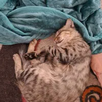 گربه فروشی 1سال و2 ماه