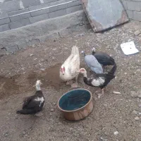 فروش مرغ شاخدار