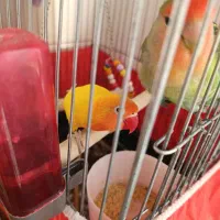 کوتوله برزیلی