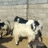 فروش 2عدد دوبر بخته شده 2عدد چپش|حیوانات مزرعه|جنت, |دیوار