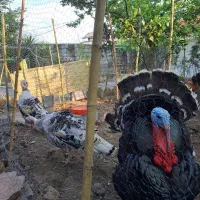 بوقلمون بالغ و کُرک