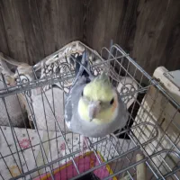 عروس هلندی گمشده