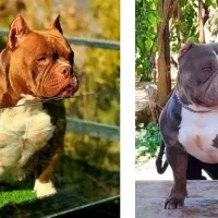 آمریک بولی|سگ|بومهن, |دیوار