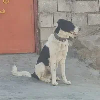 توله ۱۱ ماه قدریجونی