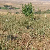 باغچه|فروش زمین و ملک کلنگی|زنجانرود, |دیوار