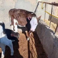 گوساله سیمینتال ماده