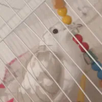 کبوتر|پرنده|مشهد, رده|دیوار