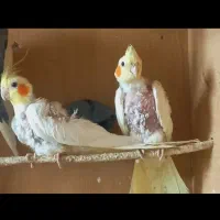 عروس هلندی جوانه