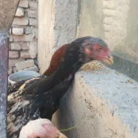 نیمچه مرغ و خروس لاری چیل و تاج مهر