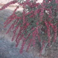 درخت زرشک اسلاح میکنم در خراسان