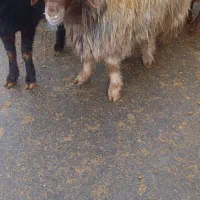 قورچ|حیوانات مزرعه|فیروزآباد (لرستان), |دیوار