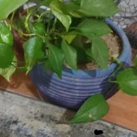 گل و گلدون پتوس