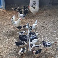 جوجه مرغ گلین (کاملا سالم و سرحال)