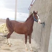 مادیون ۴ساله|اسب و تجهیزات اسب‌سواری|اصفهان, قهجاورستان|دیوار