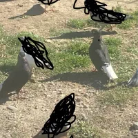 دو عدد دم سفید نرو ماده