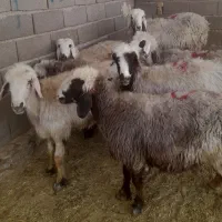 میش ترکی جوان