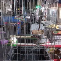 ۴ تا عروس حلندی نر و ماده جوان|پرنده|تهران, شکیبا|دیوار