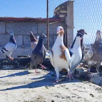 8عدد کفتر شکار