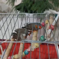 فنچ