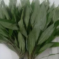 برگ کاتاپا جادویی|گل و گیاه طبیعی|شیراز, وصال|دیوار