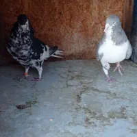 کفتر جفت سینه. کفتر جفت شهری|پرنده|شیراز, کوشک میدان|دیوار