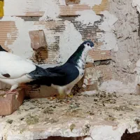 کفتر ساده پرشی و جفتگاه و کل|پرنده|میان جلگه, |دیوار