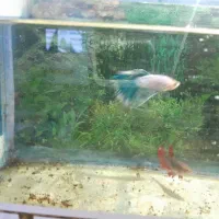 یک جفت فایتر و با بچه هاش