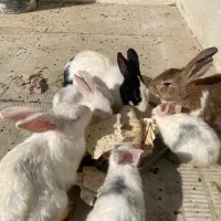 خرگوش خانگی