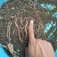 کرم خاکی ماهیگیری (حتما بخونید کامل)