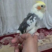 عروس هلندی