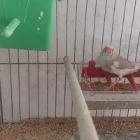 فروش فنچ ماده