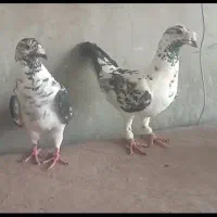 کبوتر|پرنده|جهرم, |دیوار