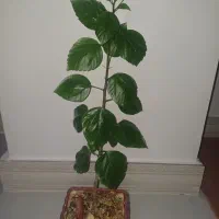 گل ختمی و شمعدانی اژدر