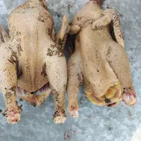 غاز.اردک.بوقلمون.مرغ.خروس|حیوانات مزرعه|رشت, پاستوریزه|دیوار