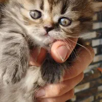 بچه گربه برتیش.اسکاتیش.فلت