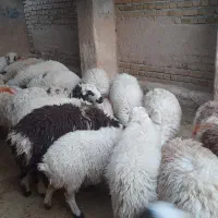 بره نر وماده|حیوانات مزرعه|کوهدشت, |دیوار