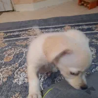 توله سگ اشپیتز ۲ ماه و نیمه|سگ|تهران, جوادیه|دیوار