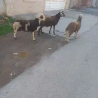 فروش توکلی نر