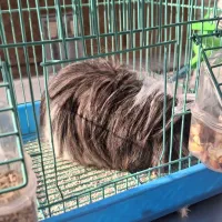 خوکچه هندی عروسکی مو بلند|موش و خرگوش|شهریار, شهرک وائین|دیوار