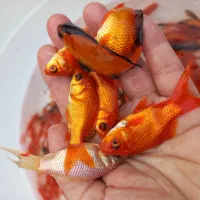 فروش ماهی قرمز