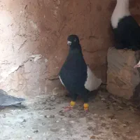 سینه سیاه نر پرشی دوکت درشت