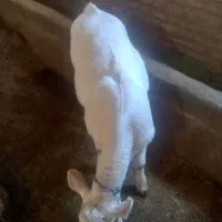 گوساله بلژیکی
