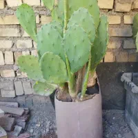کاکتوس مقاوم به گرم