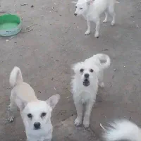 واگذاری انواع پاکوتاه