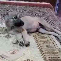 سلام یه سگ خوشگل وناز