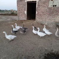 قاز محلی طبیعی