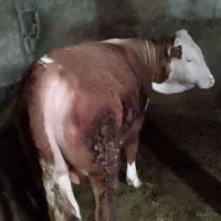 گوساله نر تخمی