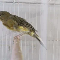 پرنده|پرنده|بیرجند, |دیوار