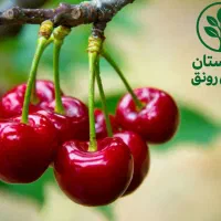نهال گیلاس قرمز|خدمات باغبانی و درختکاری|رودشت (چهارمحال و بختیاری), |دیوار